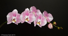 Theresa_Hart_Orchid_Swag