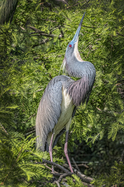 Tri_colored_Heron_LC_Norm_Kopp