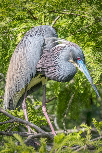 Tri_colored_Heron_SC_Norm_Kopp