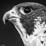 1000_Yard_Stare