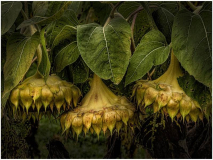 39_CPI_1_Sandra_Wittman_Faded_Glory_22_HM