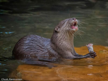 AWD_16_Chuck_Rasmussen_Afternoon_Delight