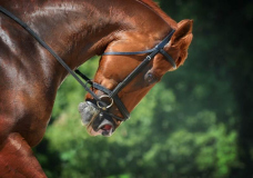 AWD_Connie_Sonnenberg_Thor