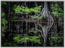 AWD_Swamp_Echoes_Grace_Moline