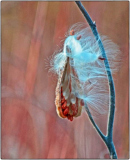 AWD_Winter_Foliage_Debra_Blaha