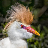 Bad_Feather_Day