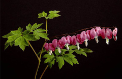 Bleeding_Heart_Lyle_Anderson