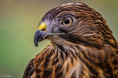 Broad_winged_Hawk