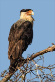 Caracara