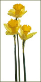 Daffodil_Portrait_Kimberly_Wilson