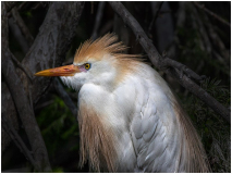 Dressed_Up_for_the_Girls_Sandra_Wittman_1