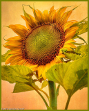 Ethans_Sunflower_Kimberly_Wilson_1