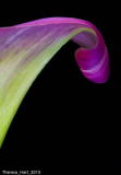 HM_17_Theresa_Hart_Calla_Curl