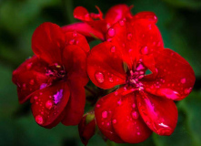 HM_After_the_Rain_Al_Popp