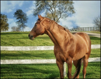 HM_Heart_of_Gold_Connie_Sonnenberg