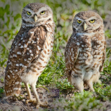 Honey_the_Neighbors_are_here