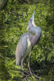 Tri_colored_Heron_LC_Norm_Kopp