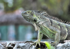 U_Can_t_Iguana_This_Richard_Smolen