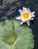 Water_Lily_Rich_Bickham