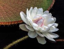 White_Lily_Jim_Petersen