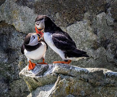 Kissin_Print_the_size_it_is_23_HM_CACCA_Award