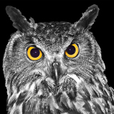 03_05_SC_Eyes_of_the_Hunter_2_23