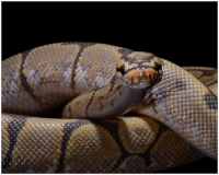 08_PeterPelke_Ball_Python