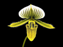 14_Larry_Lezon_Lady_Slipper_Orchid