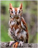 19_Peter_Pelke_Angry_Owl