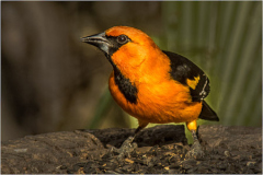 Altamira_Oriole