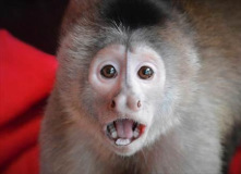 Connie_Sonnenberg_Monkey_Face