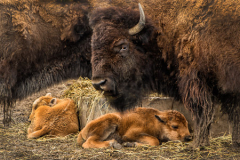 Don_t_Wake_the_Kids_8x12_23_HM