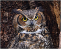 Great_Horned_Owl