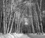 Jeff_Chemelewski_A_Walk_in_the_Woods