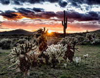 Jeff_Chemelewski_Sonoran_Sunset