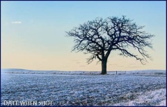Kim_Wilson_Old_Oak