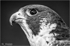 Peregrine