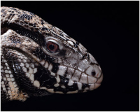 Peter_Pelke_II_Tegu_1