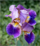 Rich_Bickham_Bearded_Iris