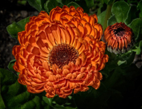 Roger_Willingham_Magnifecent_Magnolia