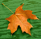 Roger_Willingham_Vivid_Leaf
