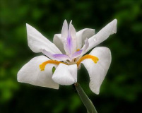 Roger_Willingham_White_African_Iris