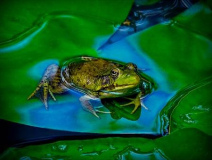 Tom_Hughes_A_Cool_Frog