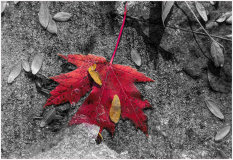 09_Leaves_and_Ice_Mike_McGuigan