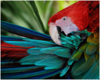 10_Magnificent_Macaw_Peter_Pelke