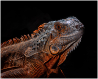 14_Red_Iguana_Peter_Pelke