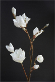 16_Spirit_of_Nature_Connie_Sonnenberg
