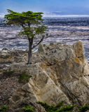 18_The_Lone_Cypress_Rich_Bickham_1_