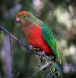 Aussy_King_Parrot_in_the_Wild_John_Williams