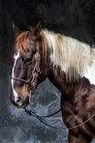 Beautiful_Horse_Sandra_Wittman